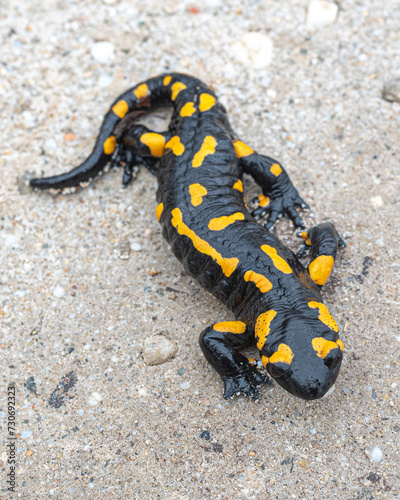 Fire salamander - Salamandra salamandra on the sand in the Pirin mountains of Bulgaria