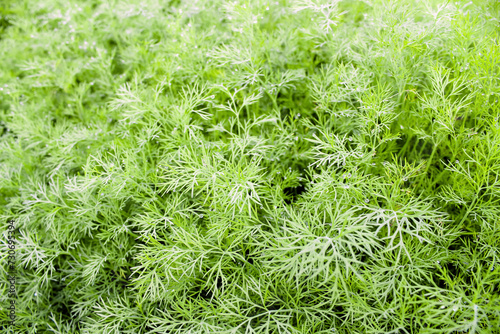 Organic dill grown on the farm. Harvest green branches of dill. Dill grows in open ground. Selective focus. Organic farming concept