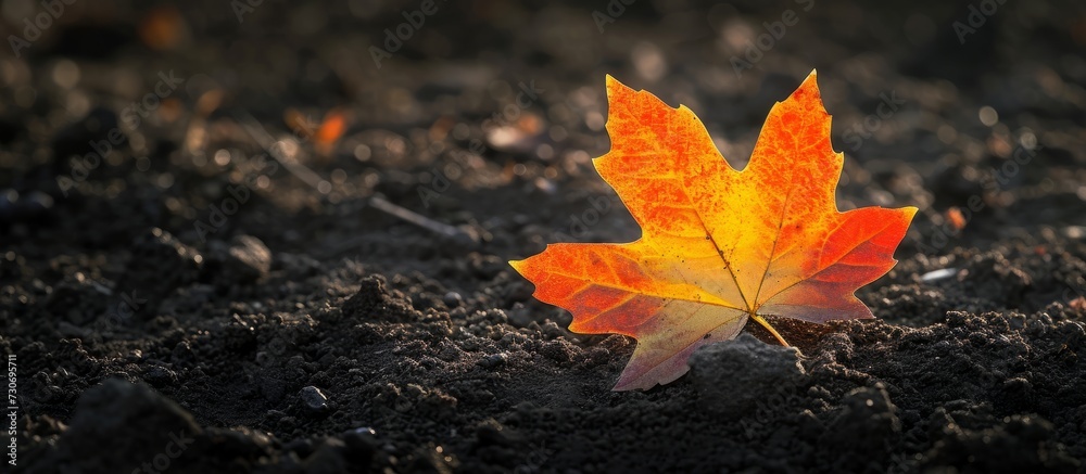 A solitary maple acer leaf, orange and yellow, on dirt background. A solitary maple acer leaf, orange and yellow, on dirt background.