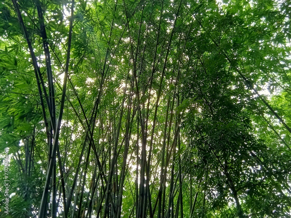 photo of a group of bamboo trees