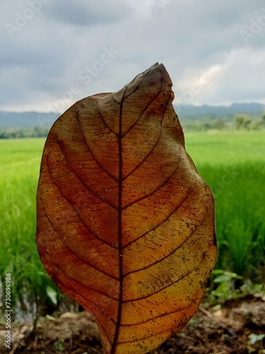 closeup photo of dry leaves on the background of rice fields.