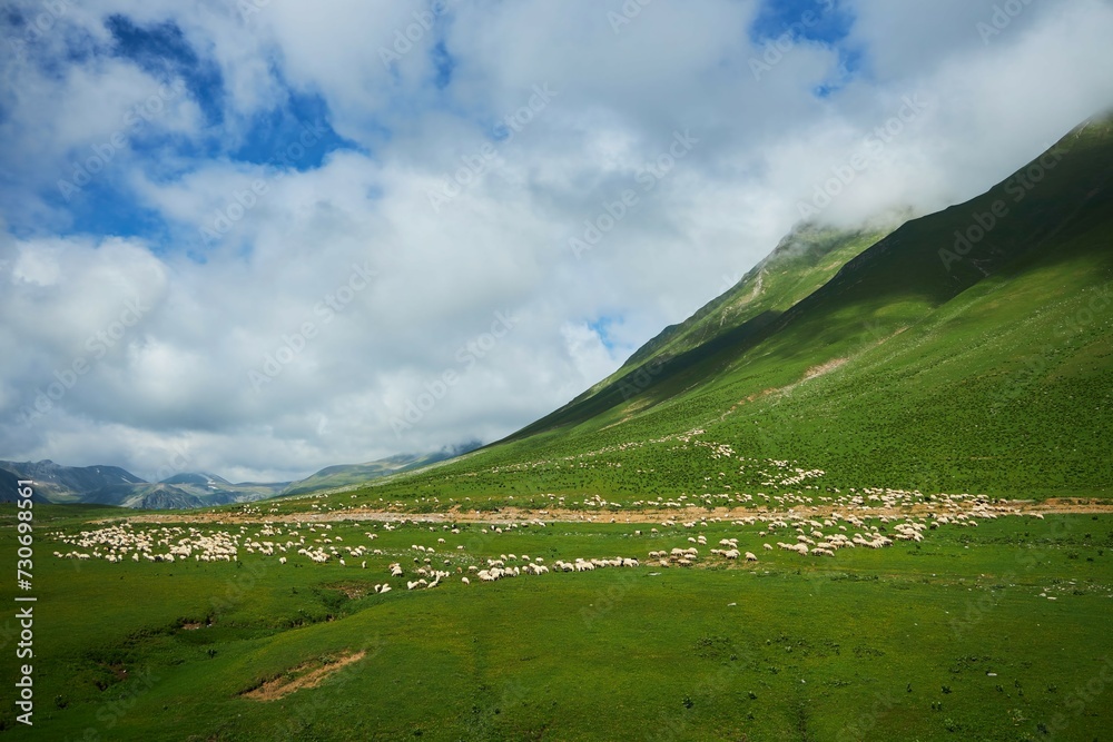 Many sheep animals grazing in the Caucasus mountains, Georgia. Pets in agriculture.