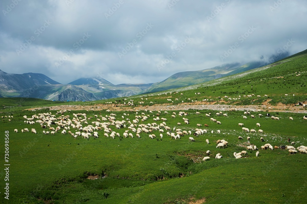 Many sheep animals grazing in the Caucasus mountains, Georgia. Pets in agriculture.