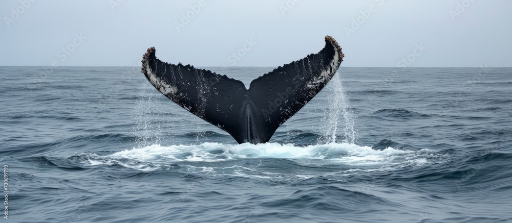 Fototapeta premium Atlantic Humpback whales in New England and Newfoundland raise their flukes from the ocean.