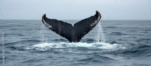 Atlantic Humpback whales in New England and Newfoundland raise their flukes from the ocean.