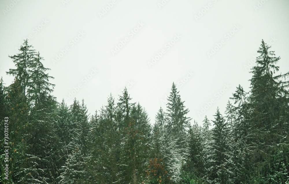 fir trees laden with snow on a background of fog - obrazy, fototapety, plakaty 