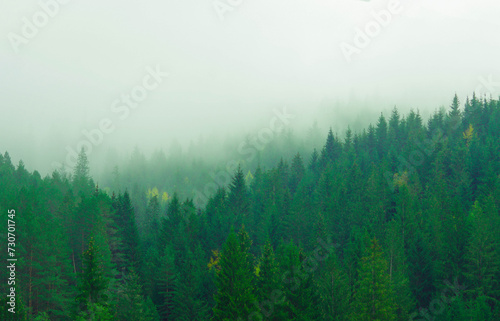 forest of green firs on a background of fog