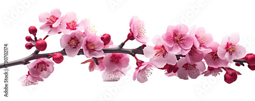 Traditional Vietnamese-Inspired Cherry Blossom Branch with Color Splash - Gongbi Technique, Light Red and Magenta Hues, Western Zhou Dynasty Elements, Soft-Focus Dansaekhwa on a Transparent Background