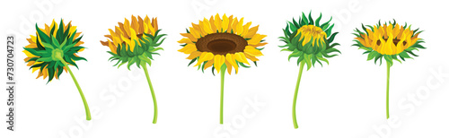 Sunflower Crop with Large Head with Seeds and Green Stem Vector Set