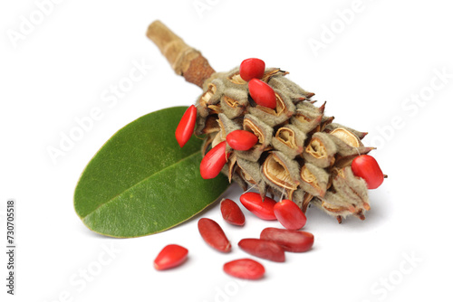 Fruits cone with green leaf and red seeds on white background. Magnolia Grandifora tree photo