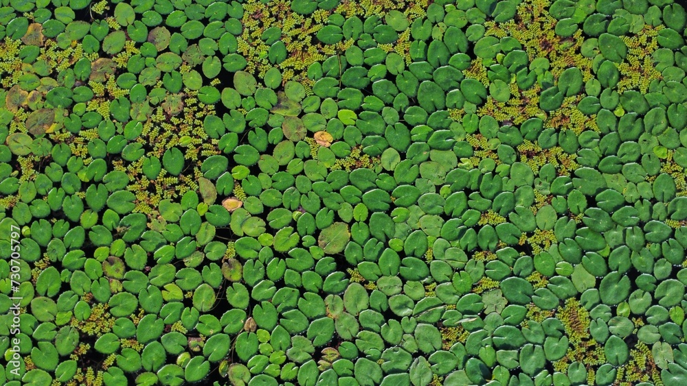 Small plants leaf in the lake water surface, beautiful green Small plants leaf in the lake water surface, beautiful green