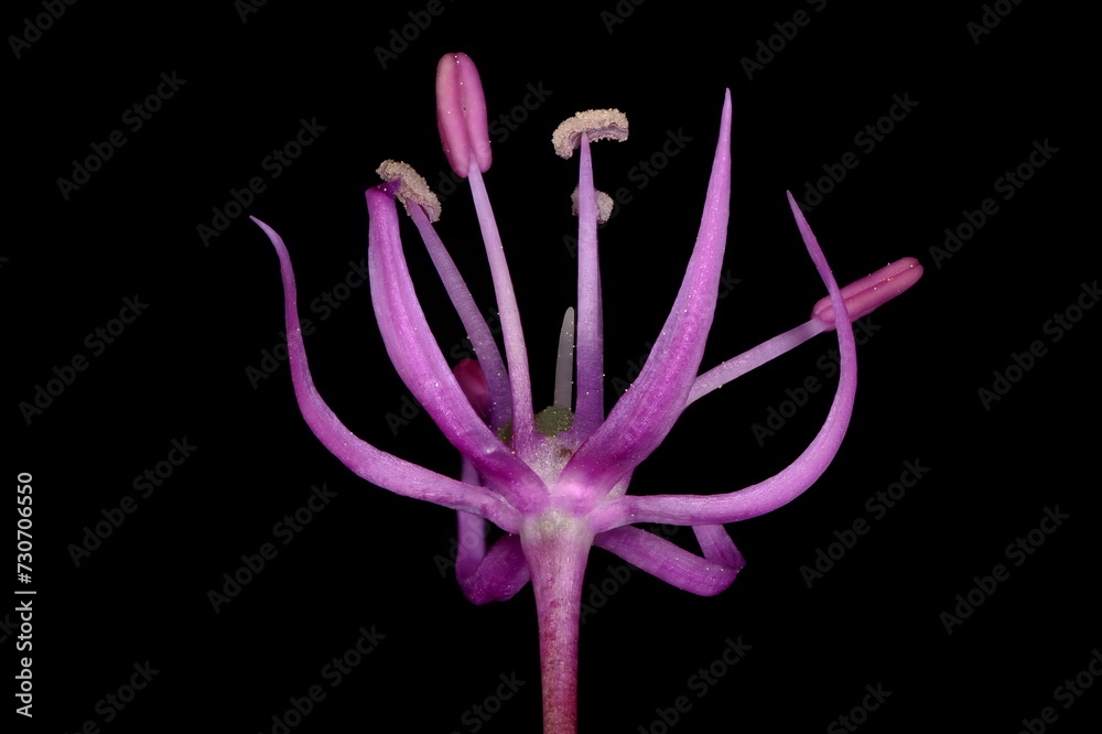 Naklejka premium False Rosenbach Onion (Allium rosenorum). Flower Closeup