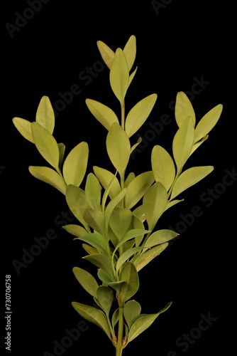Common Box (Buxus sempervirens). Vegetative Shoot Closeup
