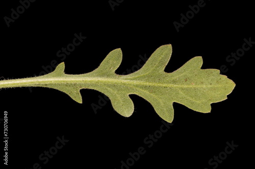 Firewheel (Gaillardia pulchella). Leaf Closeup photo