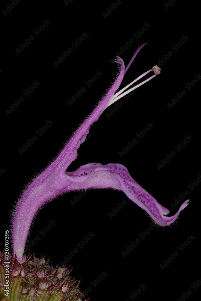 Fototapeta premium Wild Bergamot (Monarda fistulosa). Isolated Flower Closeup