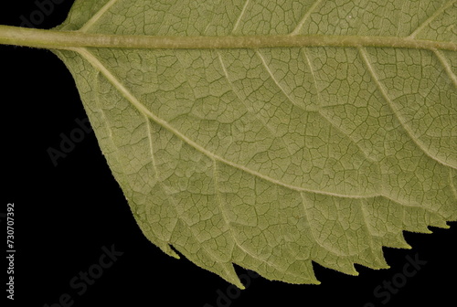 Oxeye (Heliopsis helianthoides). Leaf Detail Closeup photo