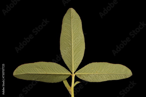 Zigzag Clover (Trifolium medium). Leaf Closeup