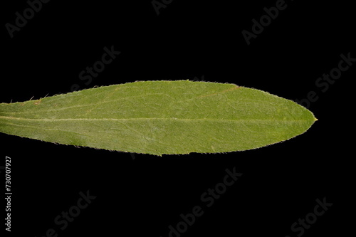 Northern Fleabane (Erigeron strigosus). Leaf Closeup