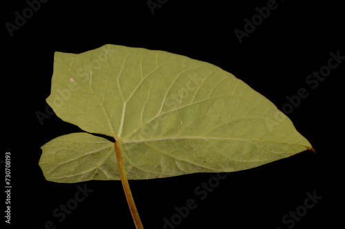 Hedge Bindweed (Calystegia sepium). Leaf Closeup