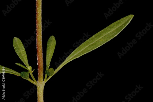 Summer Savory (Satureja hortensis). Stem Segment and Axillary Shoots Closeup photo