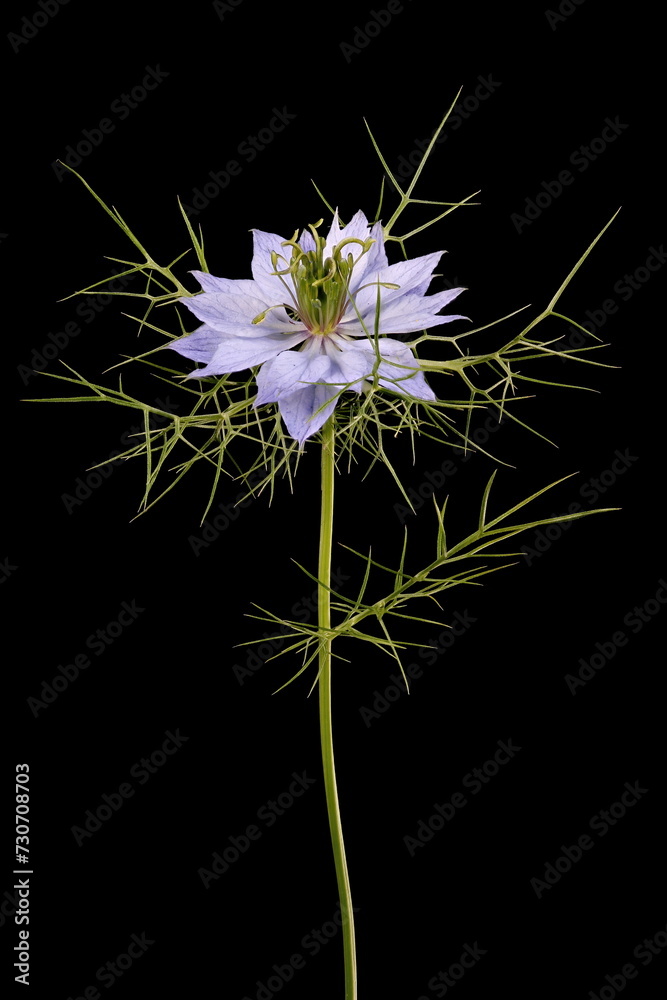Love-in-a-Mist (Nigella damascena). Habit Love-in-a-Mist (Nigella damascena). Habit