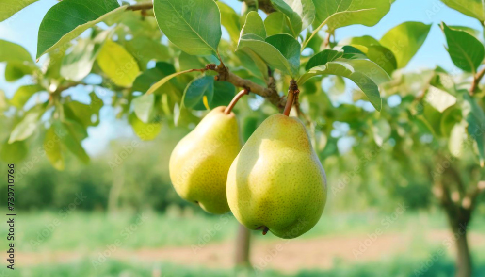 Pear grows on a tree in the harvest garden on sunny day 2 Pear grows on a tree in the harvest garden on sunny day 2