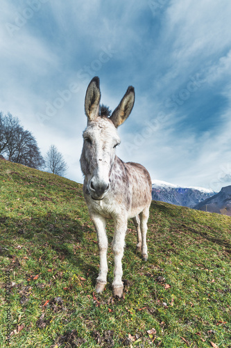 A mule in the meadow