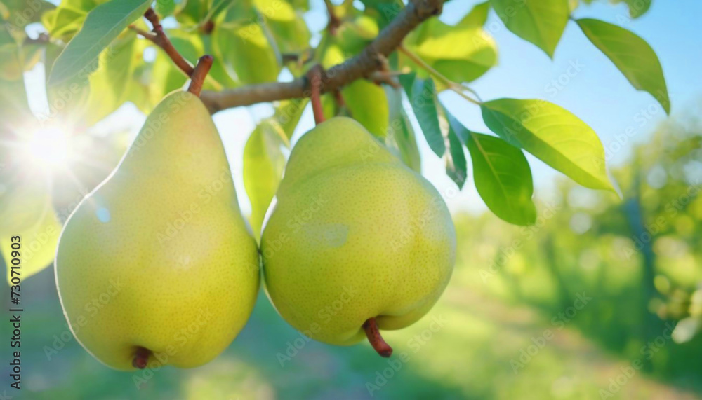 Pear grows on a tree in the harvest garden on sunny day 4 Pear grows on a tree in the harvest garden on sunny day 4