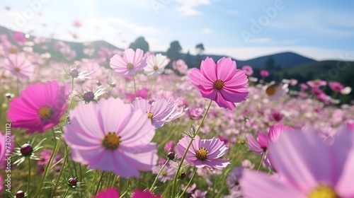 A beautiful cosmos flower is planted on the hills and is a cosmos flower field with a large number of cosmos flowers  with both pink and red flowers. It is a perfect place for Valentine couples  