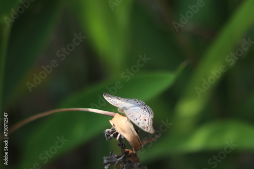 Fototapeta Naklejka Na Ścianę i Meble -  bee on a leaf
