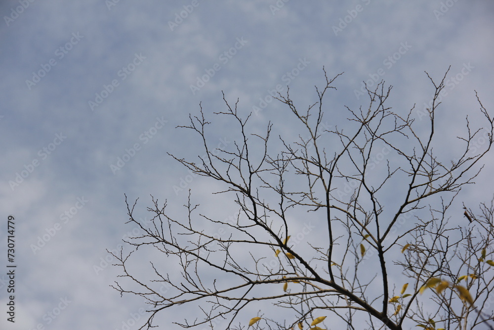 Fototapeta premium Autumn Tree Leaves and Branches isolated in sky