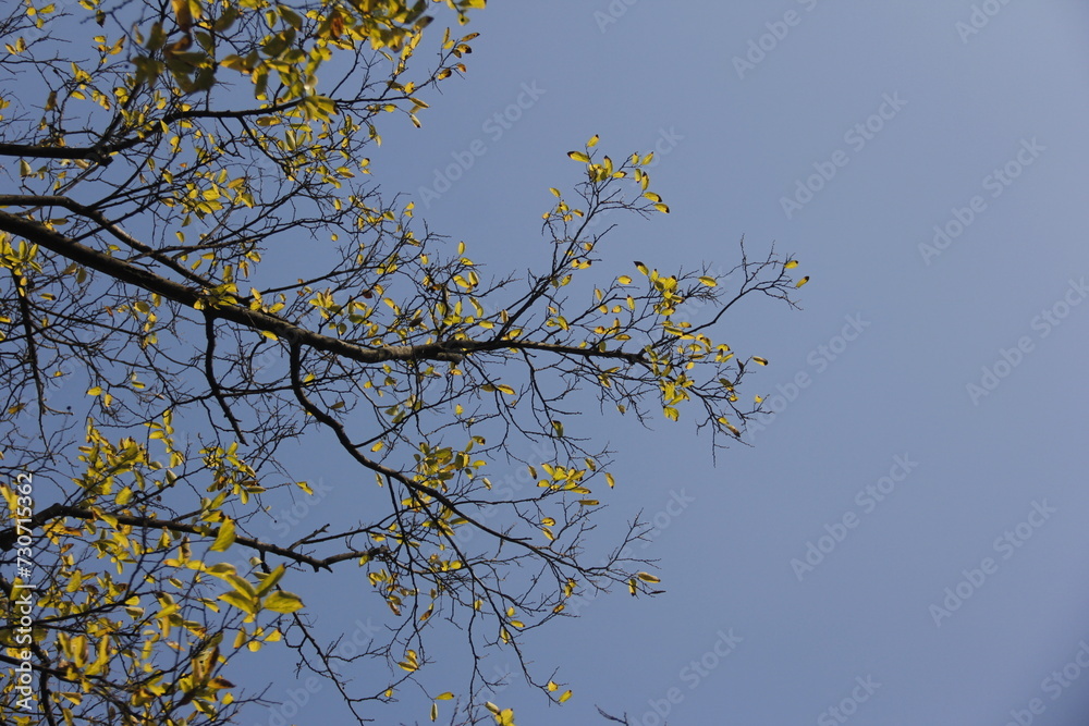 Autumn Tree Leaves and Branches isolated in sky