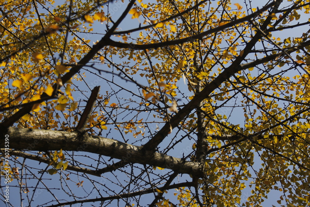 Autumn Tree Leaves and Branches isolated in sky Autumn Tree Leaves and Branches isolated in sky
