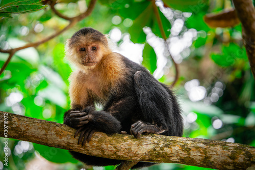 White Faced Monkeys in Costa Rica