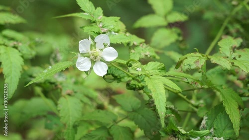 Rubus rosifolius (roseleaf bramble, Mauritius raspberry, thimbleberry, Vanuatu raspberry, lembutung gunung). The fruit is sweet and pleasant flavoured when grown with good soil moisture