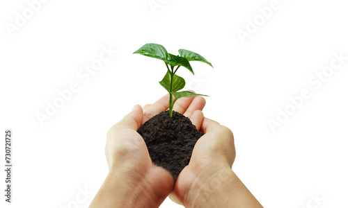 Green plant in a hand