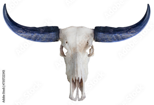 Buffalo skull, buffalo horn on white background,Buffalo skull isolate on white with clipping path.