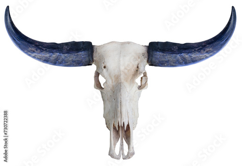 Buffalo skull, buffalo horn on white background,Buffalo skull isolate on white PNG File. photo