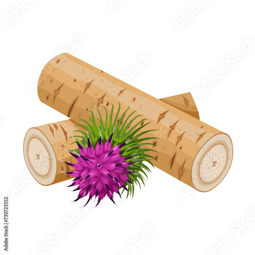 Vector illustration, burdock root and flower, scientific name Arctium lappa, isolated on white background.