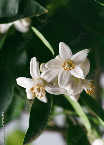 Closeup view of fresh white flowers and buds among dark green foliage of pomelo tree.  Citrus maxima  Gardening or indoor plants concept.