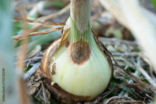 antracnose disease on bulb onion photo