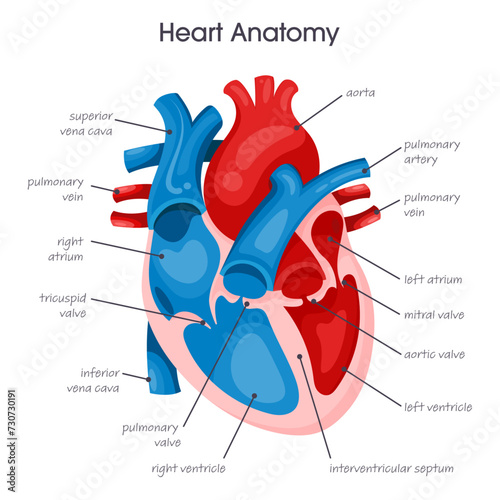 Medical vector illustration infographic diagram of the human heart