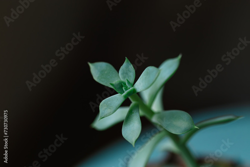 Selective focus of a succulent graptopetalum paraguayense on black background. Concept of minimalism and nature