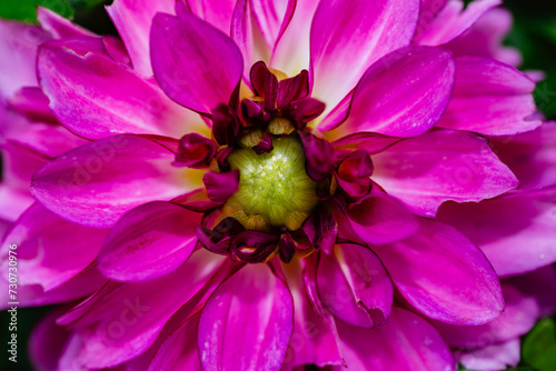 Front view detail of a pink Dahlia flower in bloom. Concept of flowering  spring and nature
