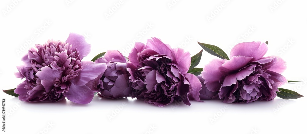A row of purple flowers with green leaves on a white background, showcasing the beauty of flowering plants in shades of violet and magenta. A row of purple flowers with green leaves on a white background, showcasing the beauty of flowering plants in shades of violet and magenta.