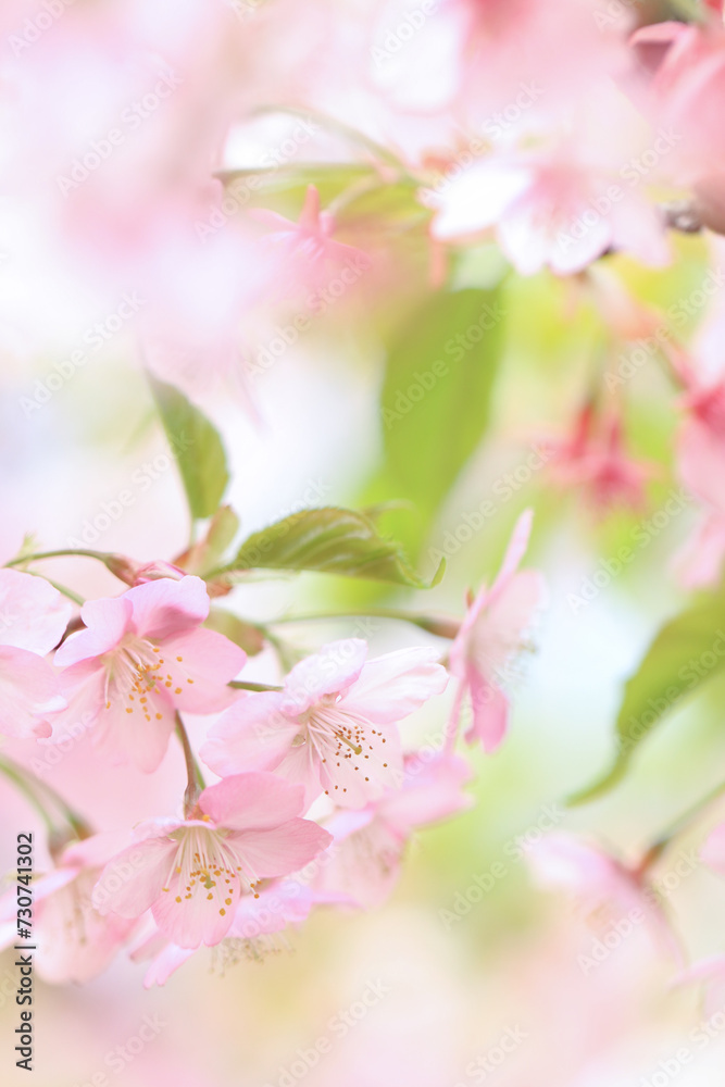 縦写真の桜