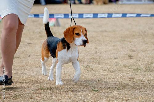 A beagle dog with a leash around its neck walks next to a woman's legs