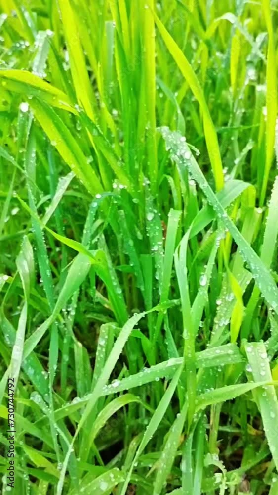 morning dew on green grass in sunlight background morning dew on green grass in sunlight background