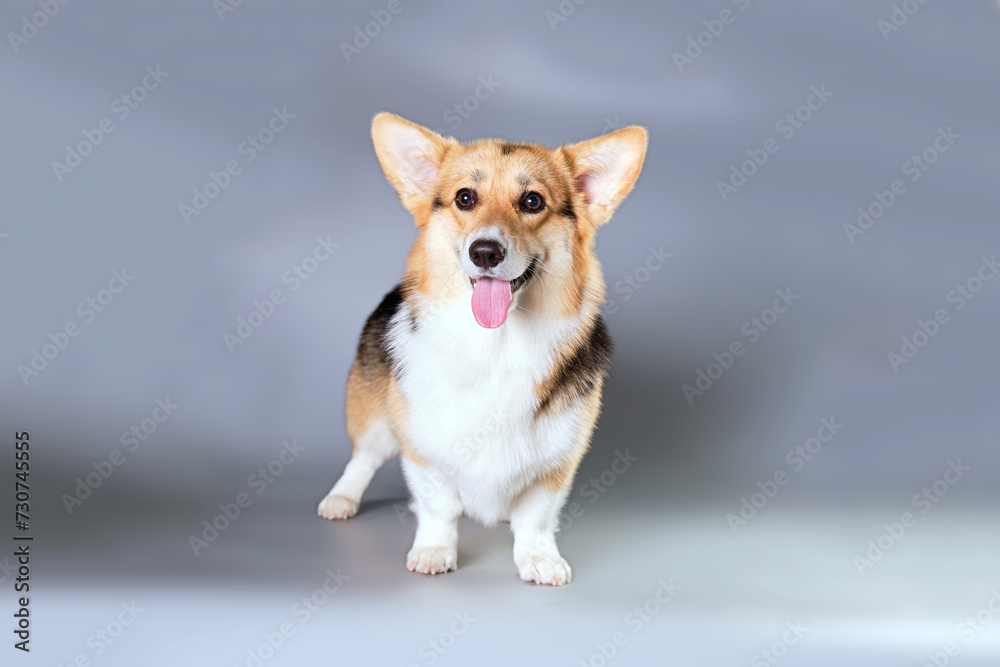 A well-groomed corgi dog standing in front of a gray background with a contented happy muzzle