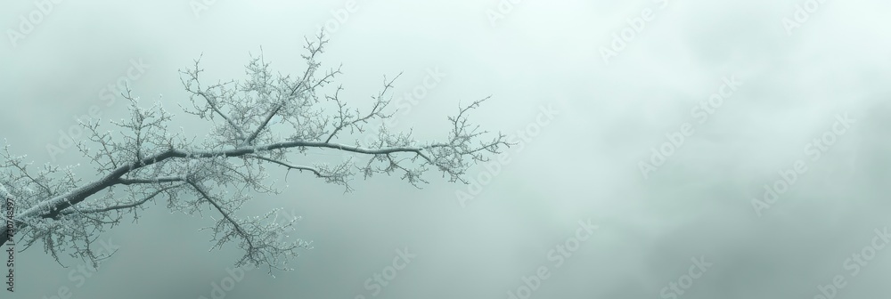 Black Silhouette Bare Trees Against Bright, Background Banner HD Black Silhouette Bare Trees Against Bright, Background Banner HD